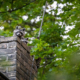 raccoons in chimney