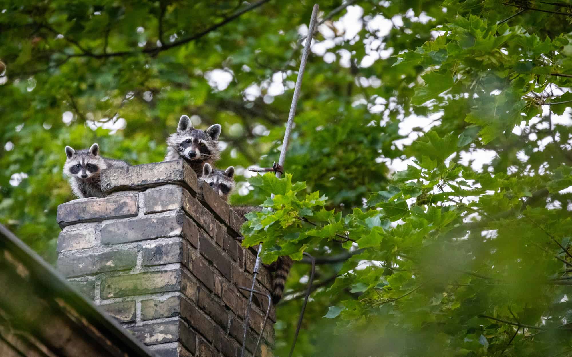 What to Do With an Animal in Your Chimney